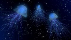 Do Jellyfish lay eggs or give birth? Where do Jellyfish lay eggs?