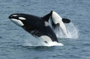 How big is an Orca (Killer Whale) – Size Chart, Appearance & More