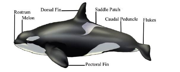 Killer Whales Orcas Appearance & Morphology
