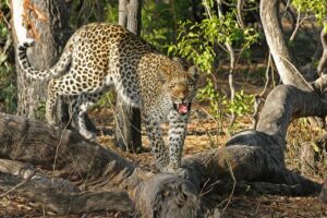 How often do Leopards eat? Why do Leopards hunt at night? What do they eat?
