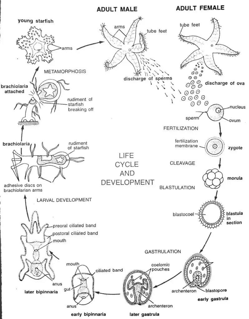 Life History & Development of Starfish (Asterias rubens)