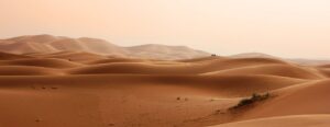 How do animals survive in the Sahara desert?