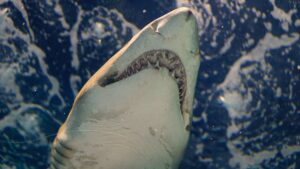 Why do Sharks have teeth? What is special about Shark teeth?