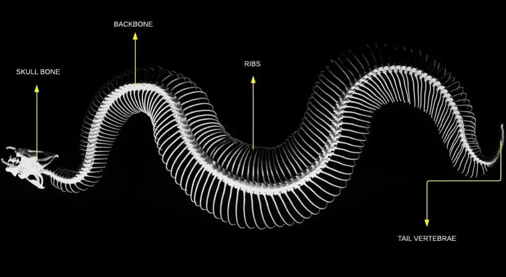 Snake Skeleton System with Backbone