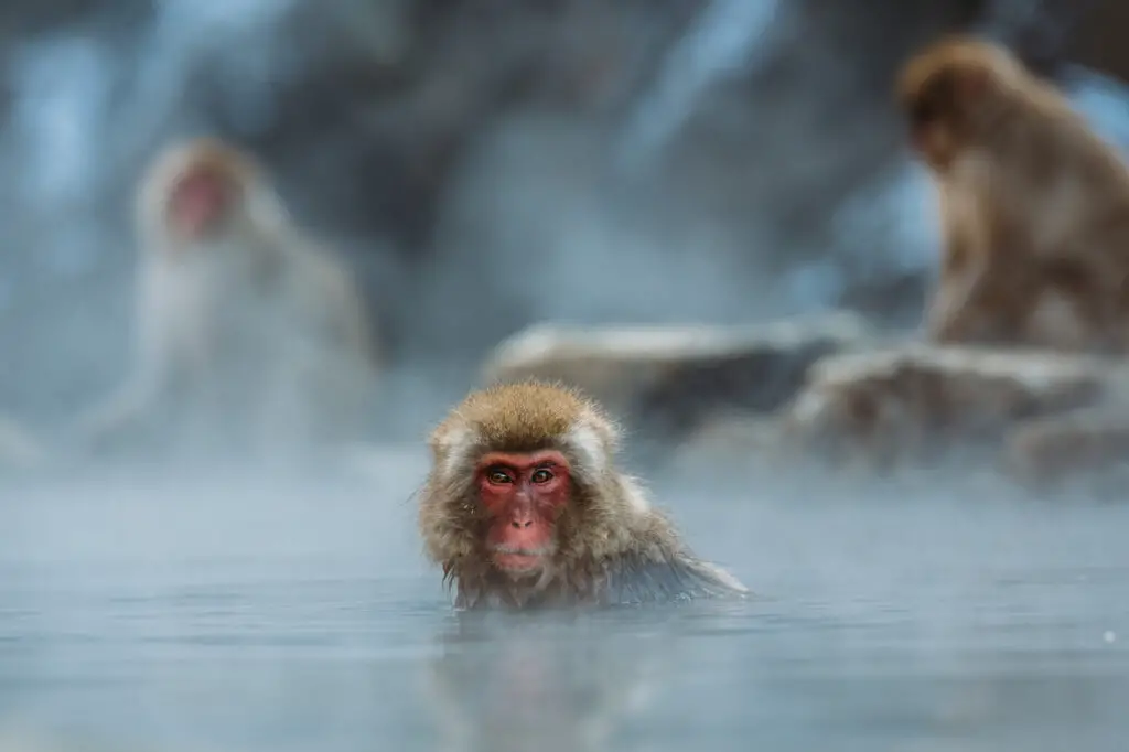 Snow monkeys taking hot water bath in a hot water spring