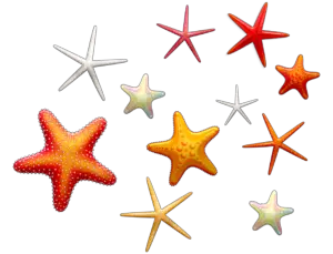 How do Starfish reproduce? – (Reproduction in Starfish)
