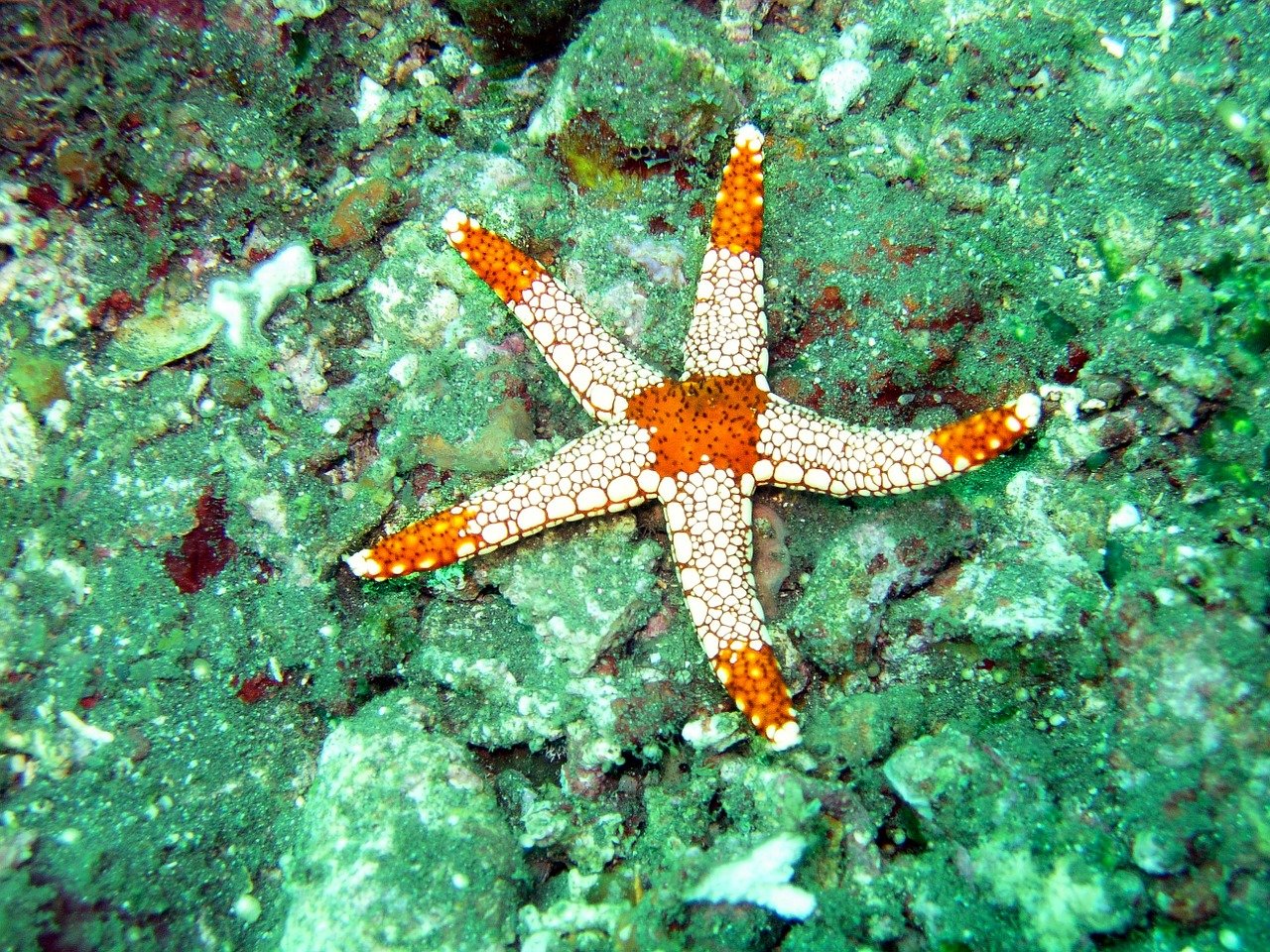 how-do-starfish-breathe-biology-of-respiration-in-starfish