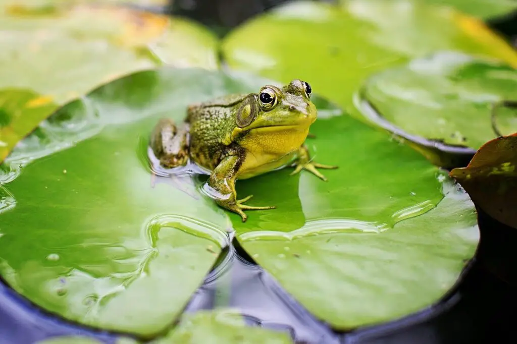 How do Amphibians breathe? - (Explained in Detail)