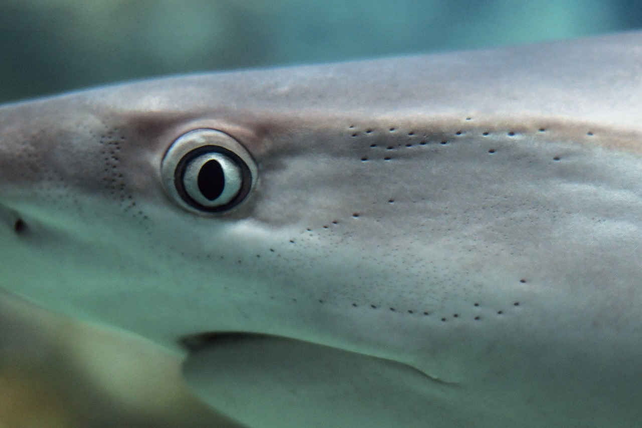 How do sharks use their eyelids? 