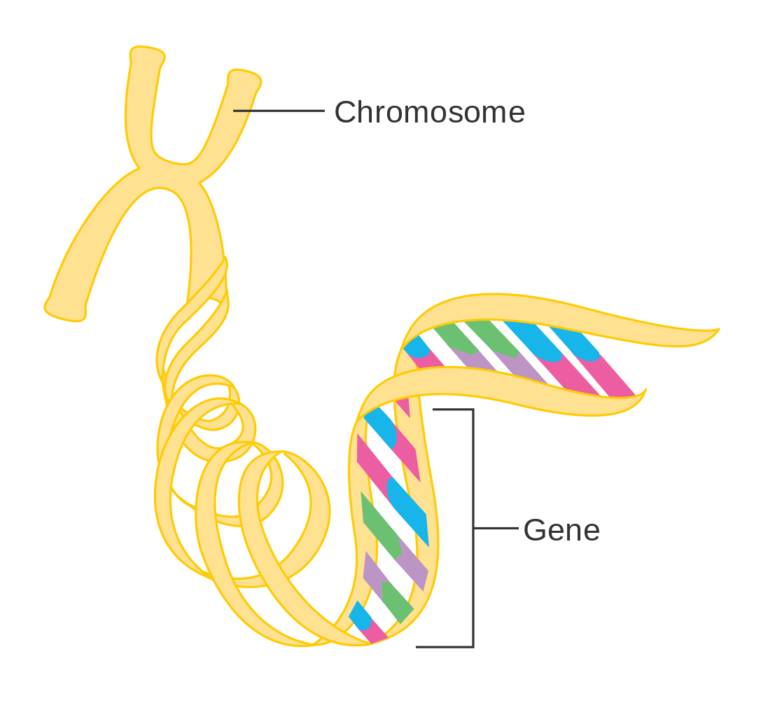 How genes are expressed for a particular trait? - (EXPLAINED)