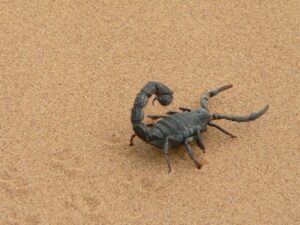 Why do scorpions live in the desert? How they survive in the desert?
