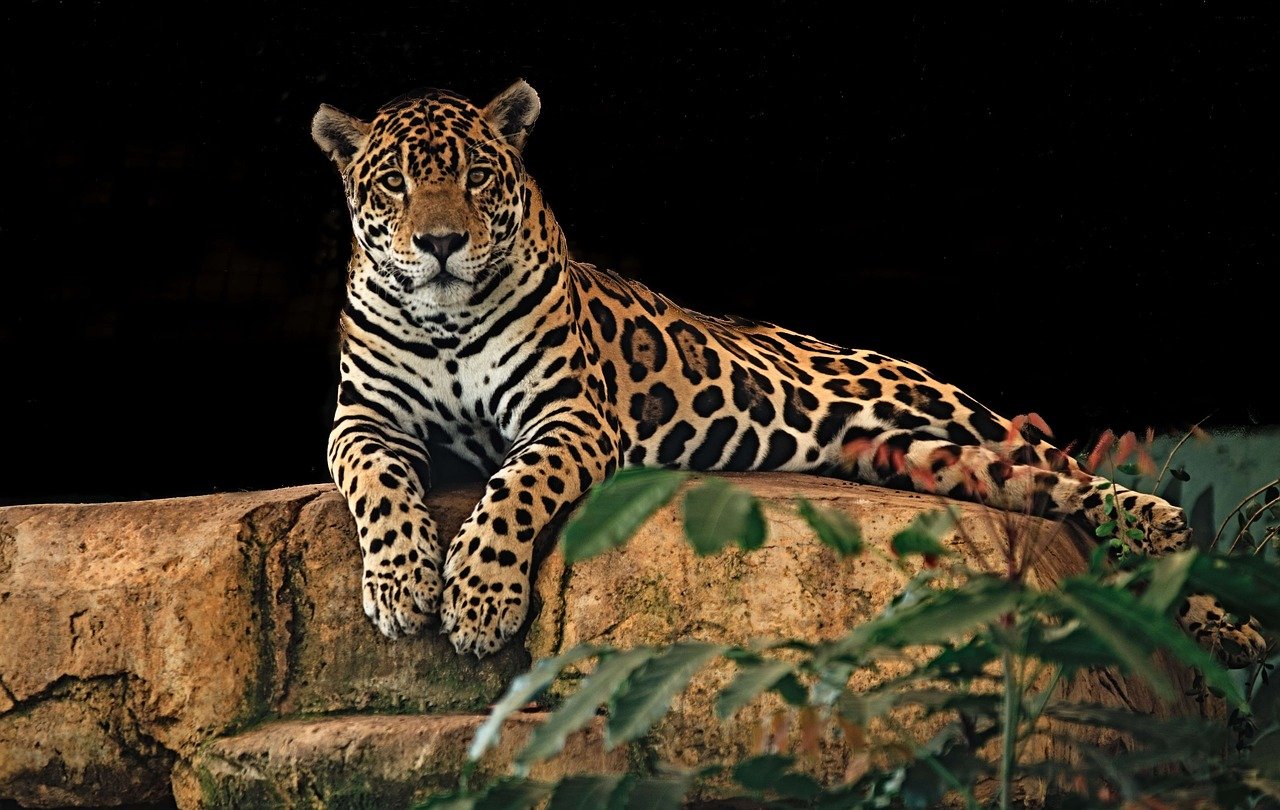 How are Jaguars adapted to the Tropical Rainforest? - (Adaptations of