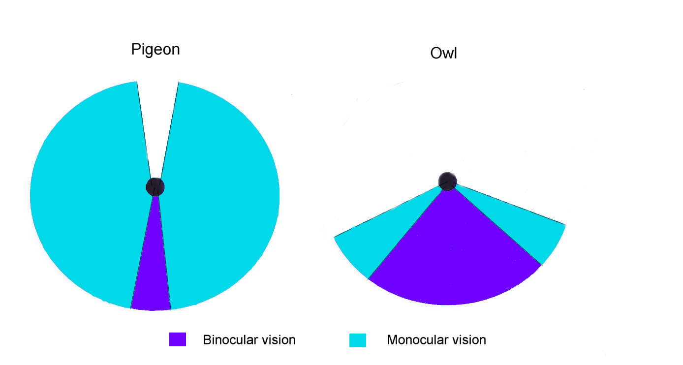 How Why Do Animals And Birds With Eyes On The Side See   Monocular Vs. Binocular Vision 