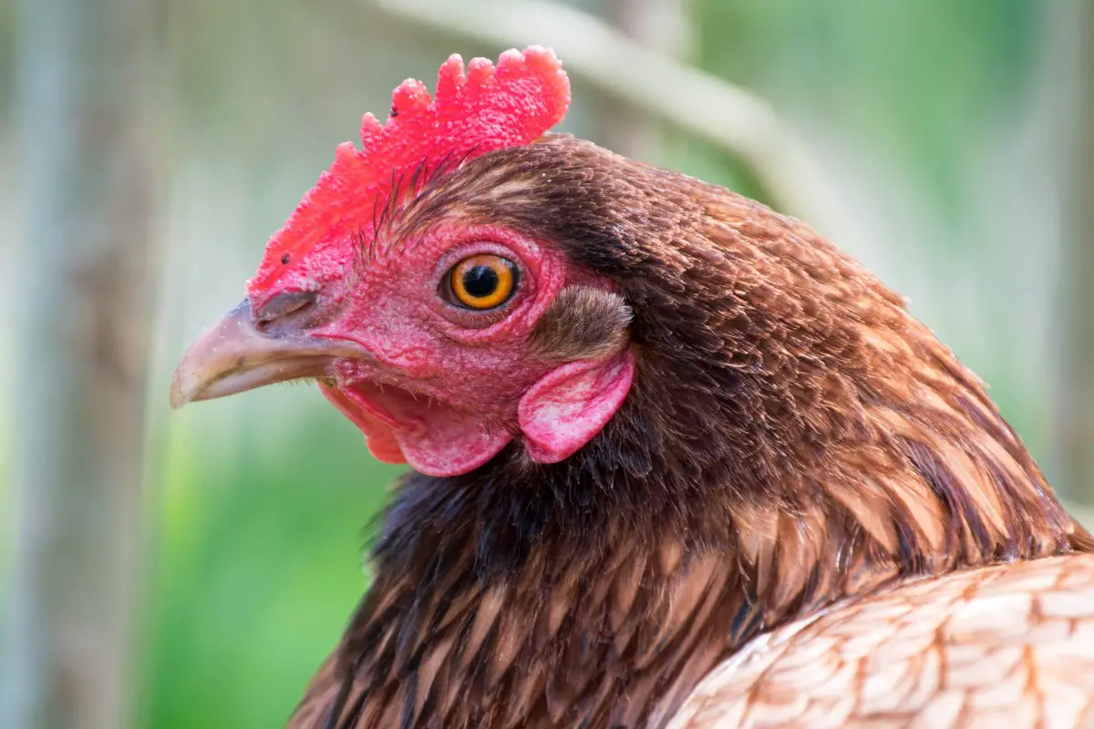 How & Why do animals and birds with eyes on the side see? How & Why do animals and birds with eyes on the side see?