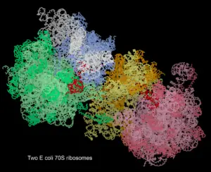 Where & How Do Ribosomes Make Proteins? Let’s Know!