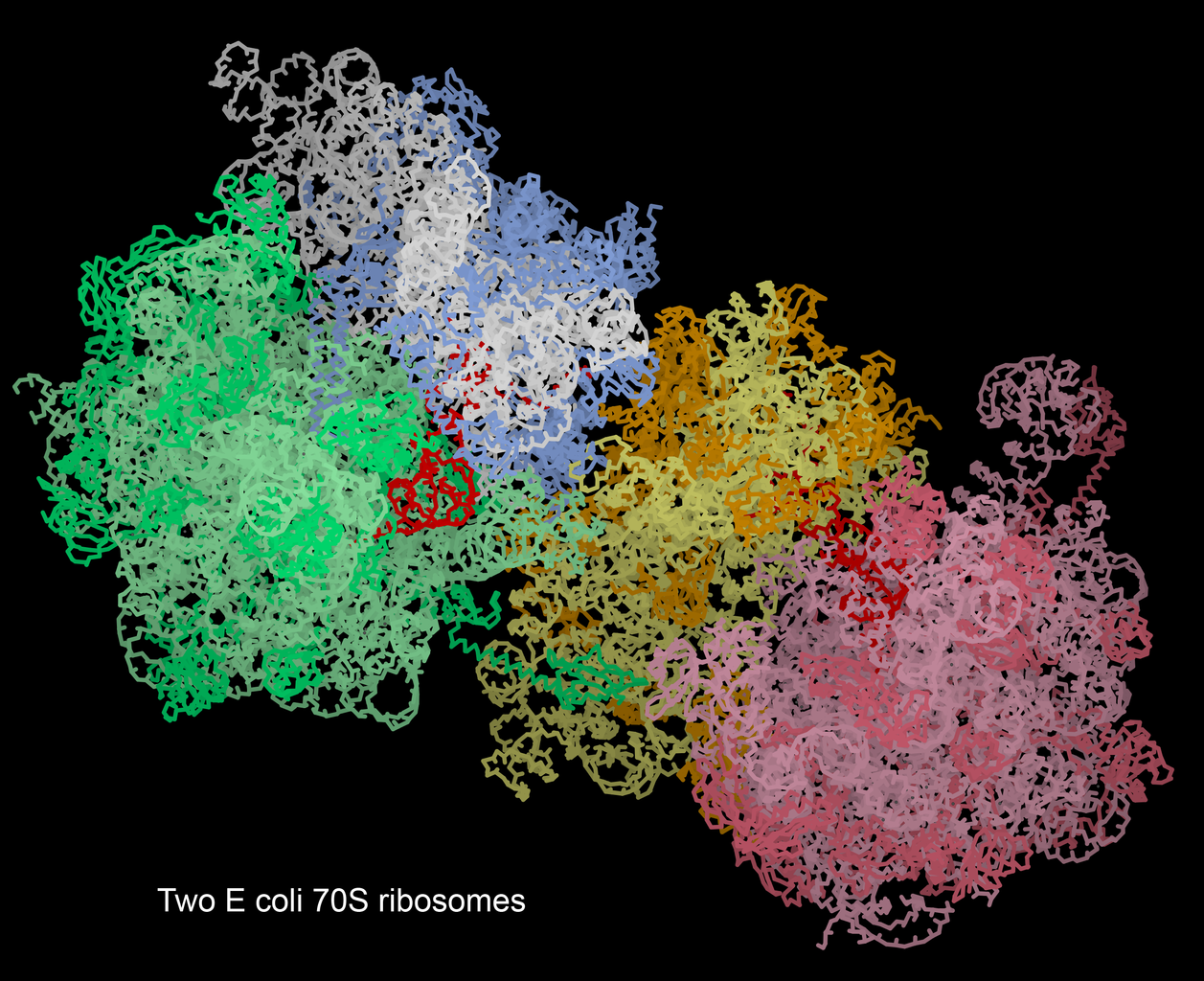 where-how-do-ribosomes-make-proteins-let-s-know