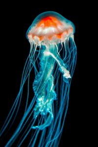 (Cnidarian Facts) – 11 Amazing Facts About Cnidarians In Detail