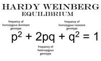 How to use the Hardy Weinberg Equation? Why is the Hardy Weinberg Equation used? And More to Know