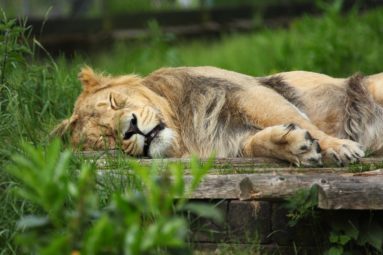 Why do Lions sleep so much? Why are they so lazy?