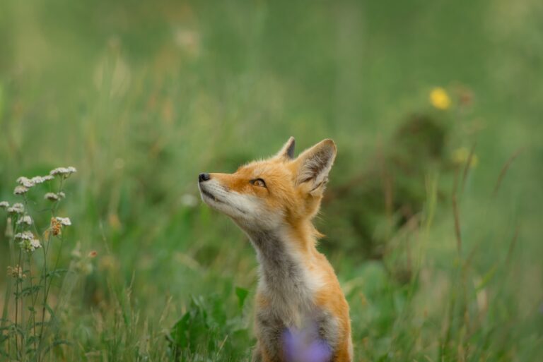 Do Foxes Mate For Life