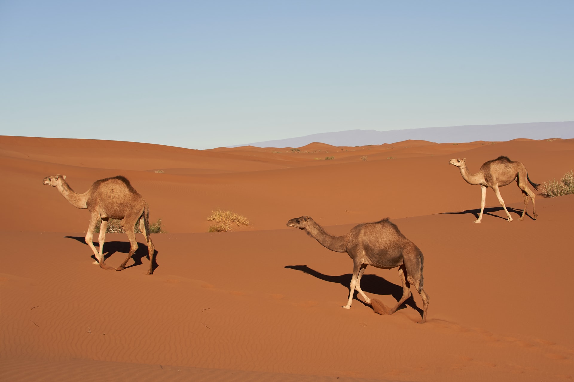 How do animals survive in the desert without water? Let's Know - (ONLY