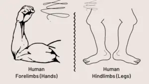 How are Forelimbs different from Hindlimbs in Humans? – (In Detail)