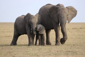 How & Why Are Elephants Keystone Species? How Do They Act As Keystone Species? – (Let’s Know)