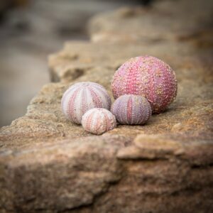 How do Echinoderms Breathe and Respire?