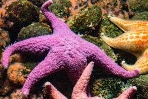 How & Why Are Starfish Keystone Species? – (Let’s Know)