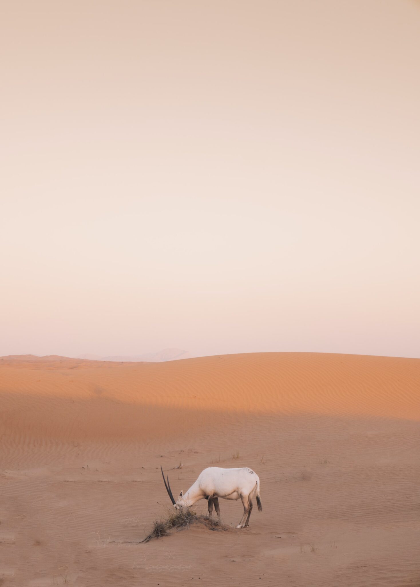 How Do Animals Survive In The Desert