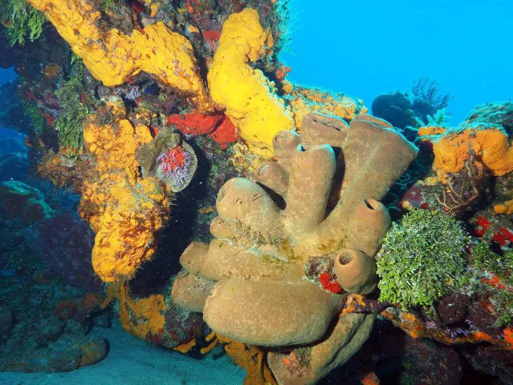 Beautiful Sponges at Coral Reef Ecosystem