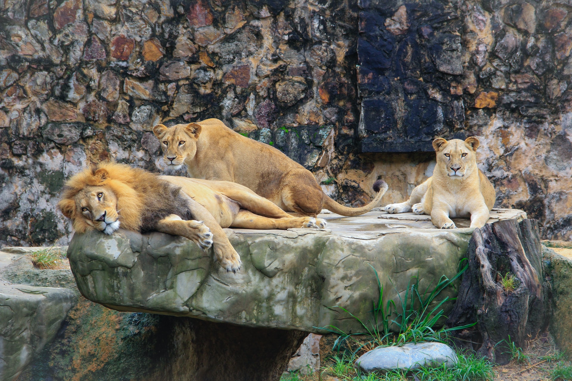 How Are Lions Fed In The Zoos? - (ONLY ZOOLOGY)