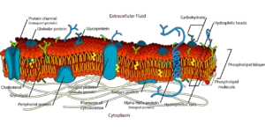 Do Prokaryotic Cells Have A Plasma Membrane? What cells do not have a plasma membrane? And More Things To Learn…
