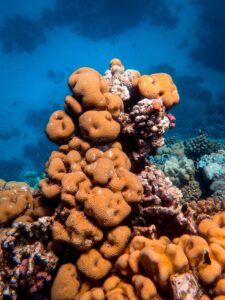 Are Sponges Sessile or Motile? Also Explained About Movement In Sponges…