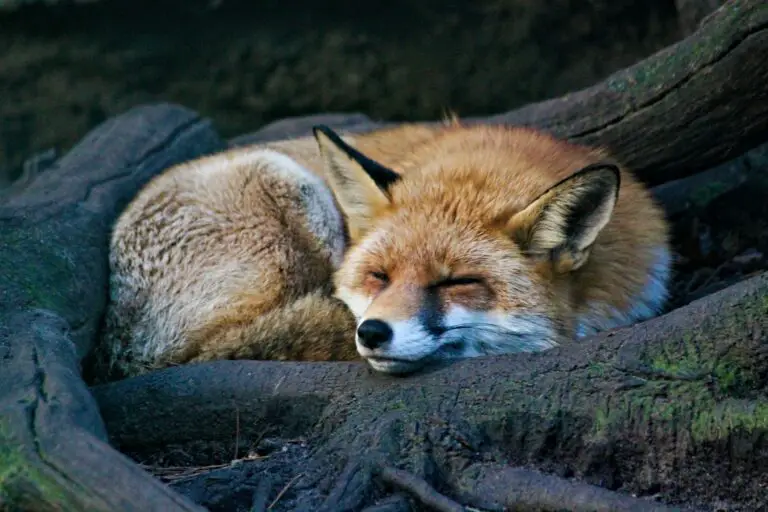 How do Foxes adapt to their environment? - (Fox Adaptations)