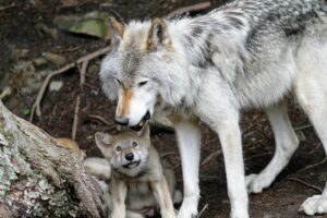 How many babies can a wolf have? How long do wolf pups stay with their mom?