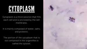 Is Cytoplasm an Organelle? If No, then Why? Let’s Know in Detail