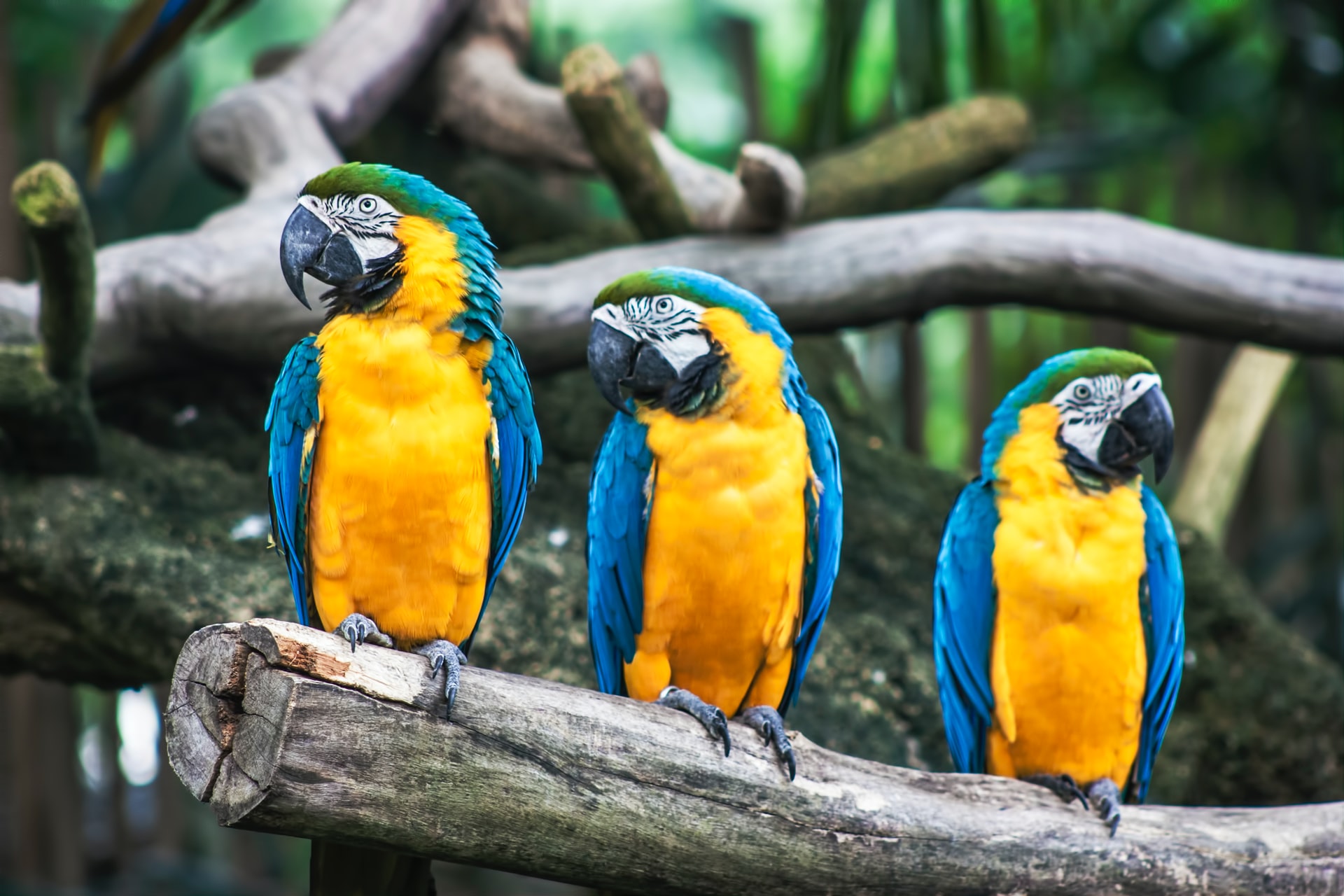 Why do Parrots live in the rainforest? - (ONLY ZOOLOGY)