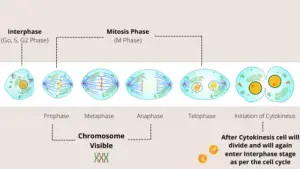 Are Chromosomes Visible During Mitosis? Explained & Answered
