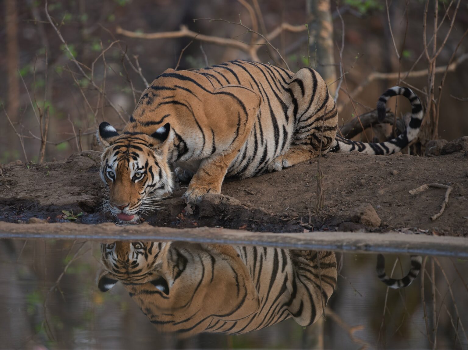 8 Noteworthy Bengal Tiger Adaptations That Help It Survive