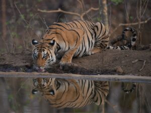 8 Bengal Tiger Adaptations – Let’s know how the Royal Bengal Tiger adapts to the forest environment
