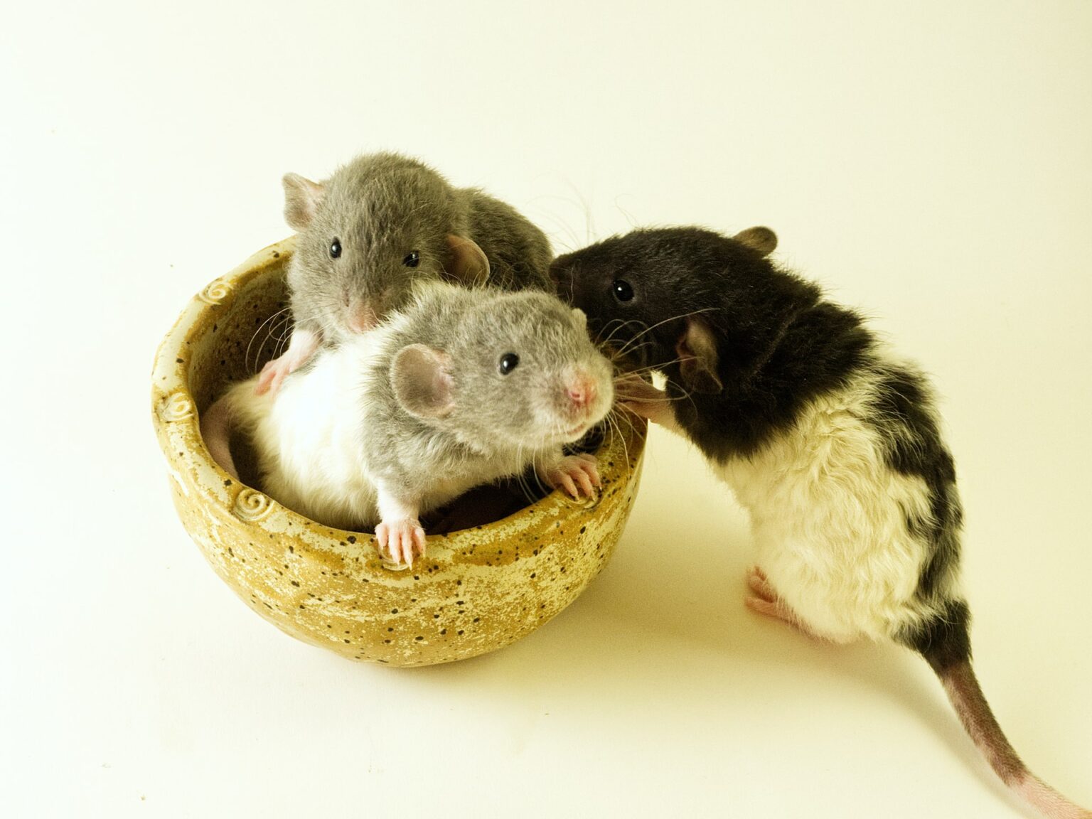 Do Rats Eat Their Babies? Why Do Rats Eat Their Babies? 