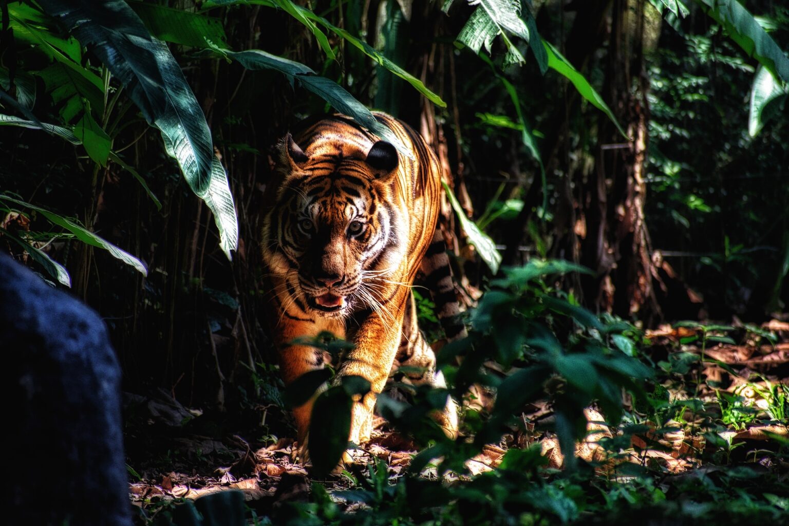 mike the tiger video ambush predator