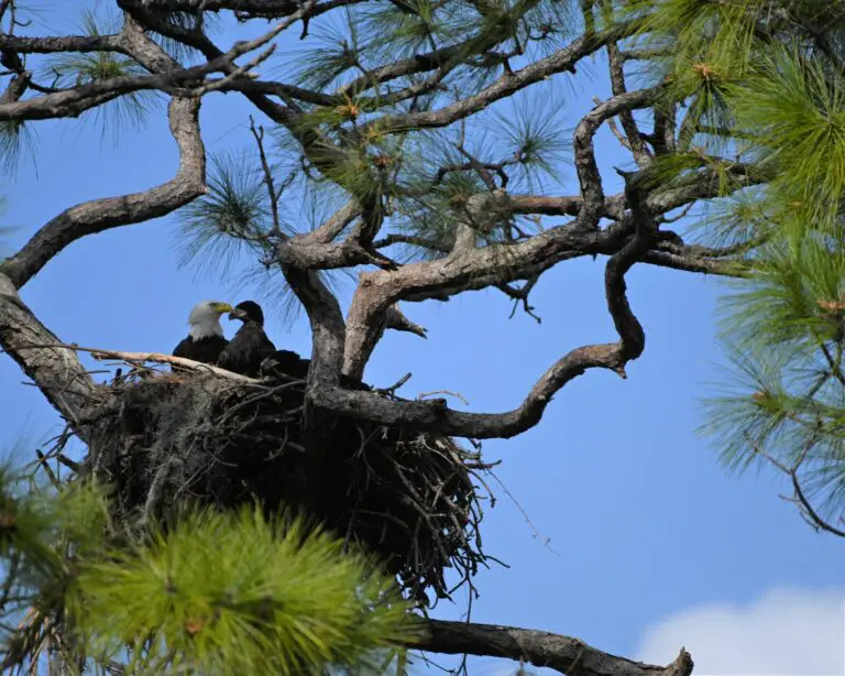 How Do Bald Eagles Mate And Reproduce