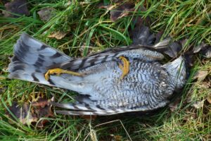 How To Preserve A Dead Bird? Can You Freeze A Dead Bird?
