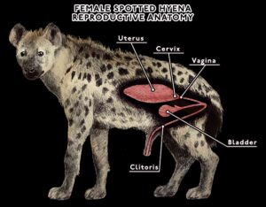 Do female hyenas have male parts? Why do female hyenas look like males?