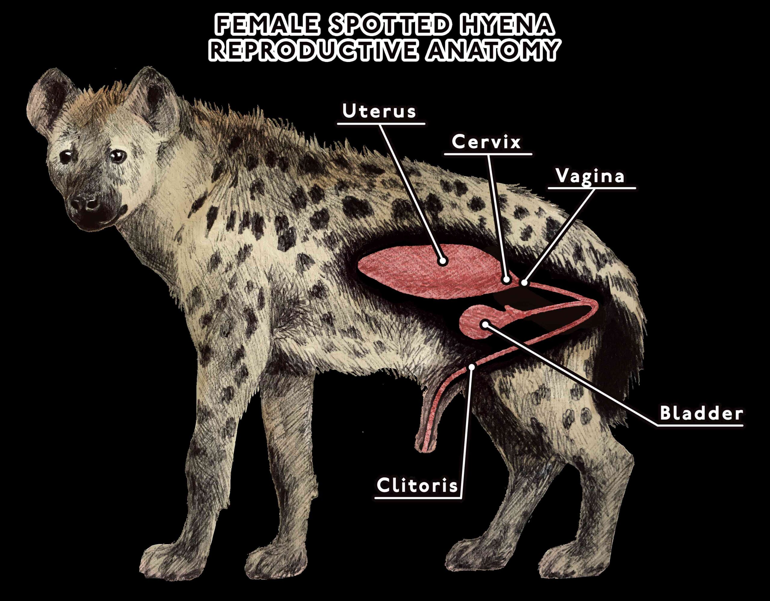 Hyena dick size