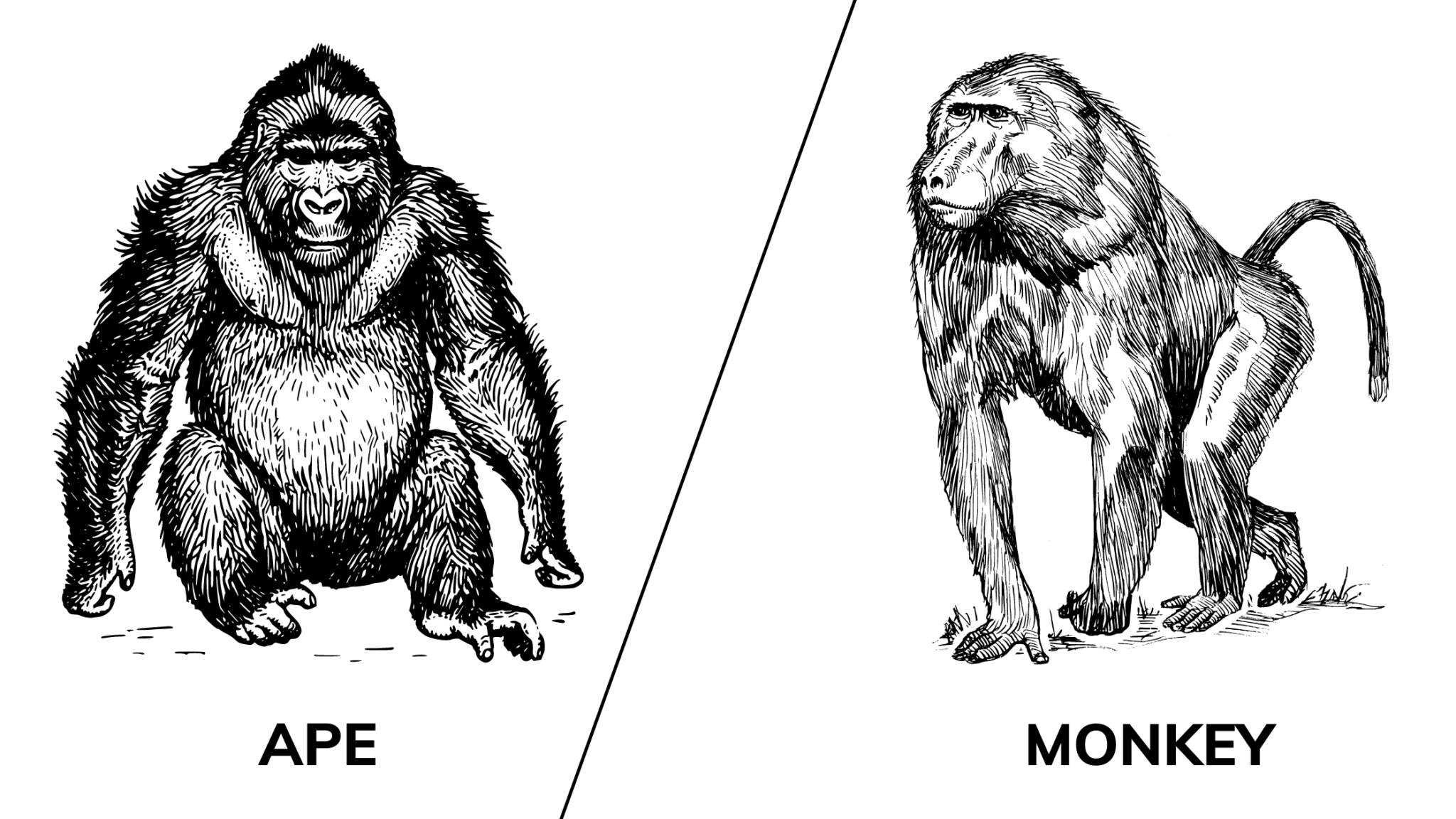 Is a Baboon a Monkey or an Ape? - (ONLY ZOOLOGY)