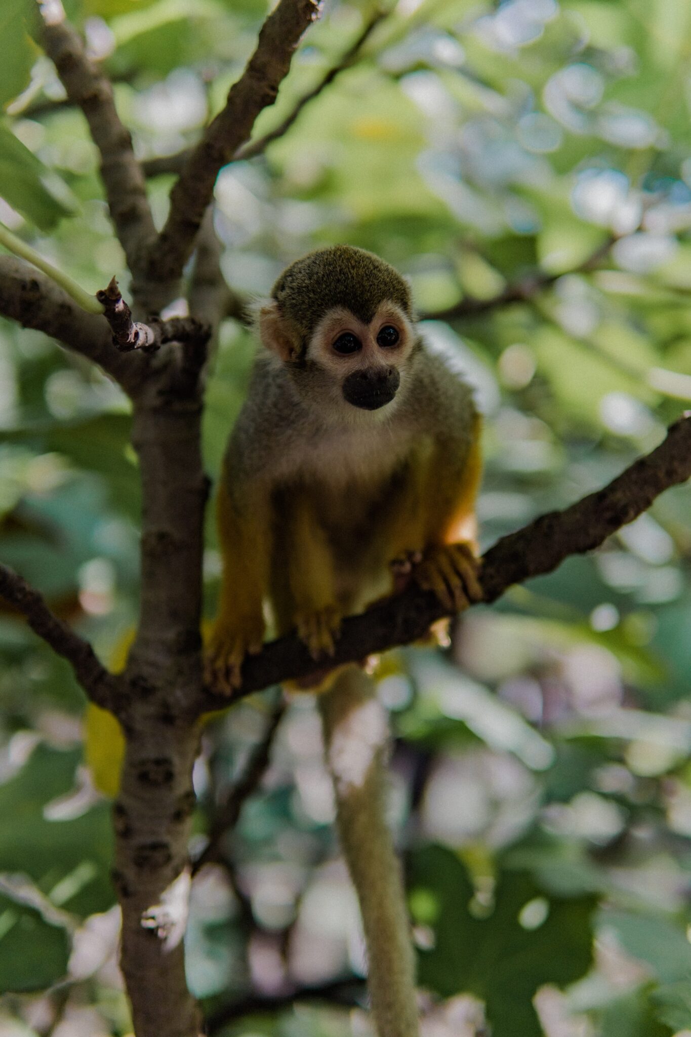 10-spider-monkey-adaptations-in-the-tropical-rainforest