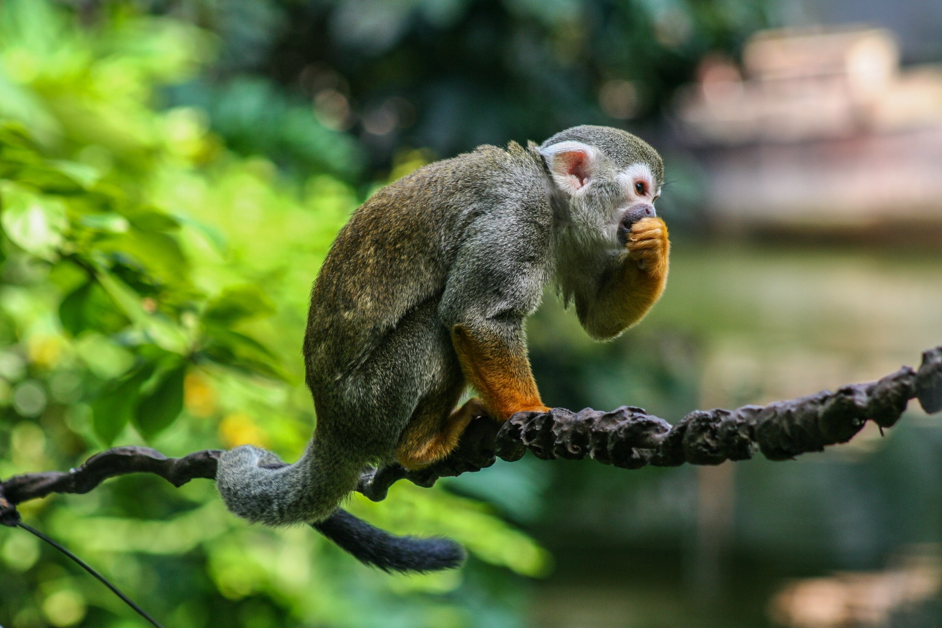 10 Spider Monkey Adaptations in the Tropical Rainforest